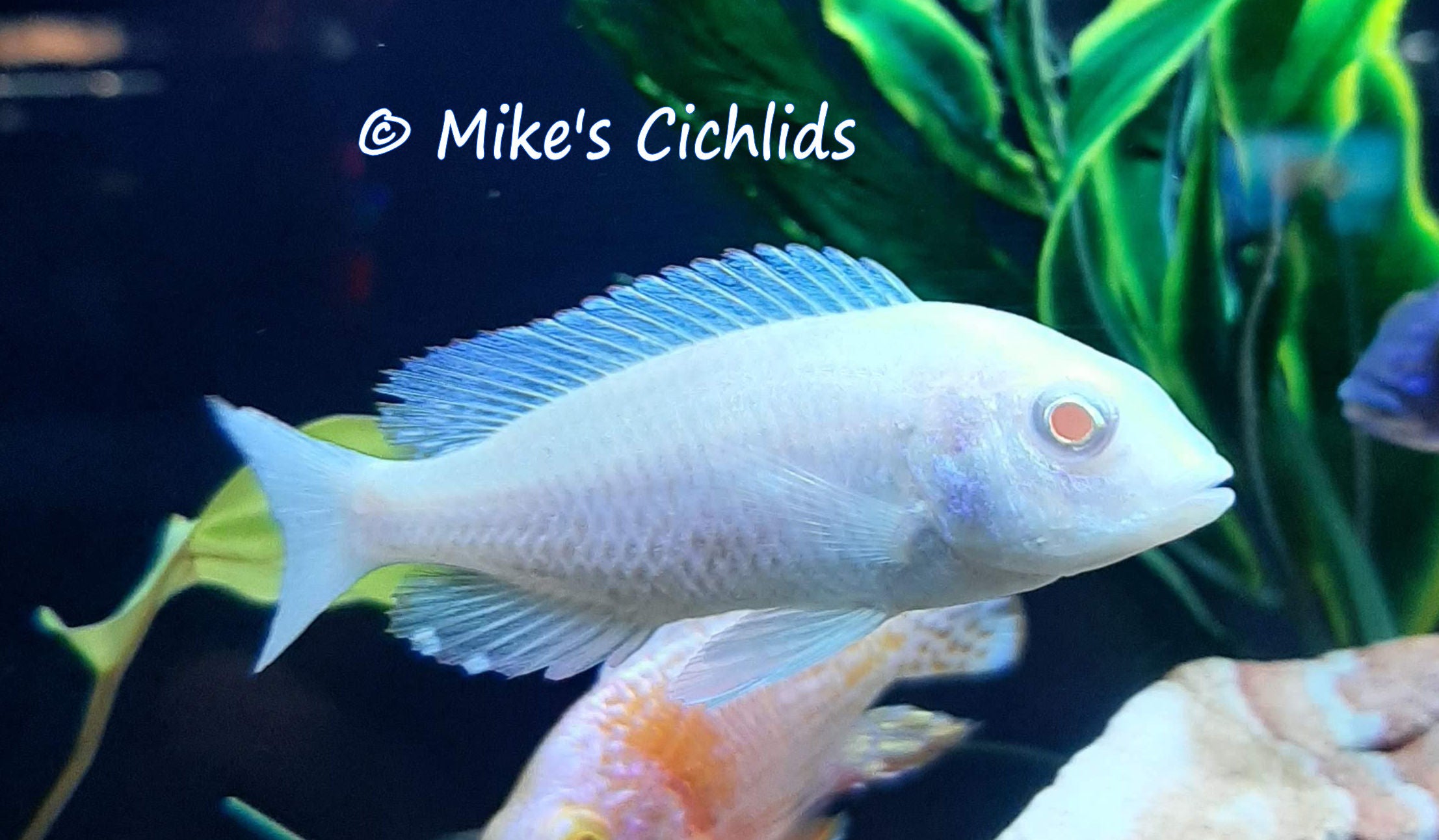 crytocara-moori-albino-blue-dolphin-mike-s-cichlids-inc