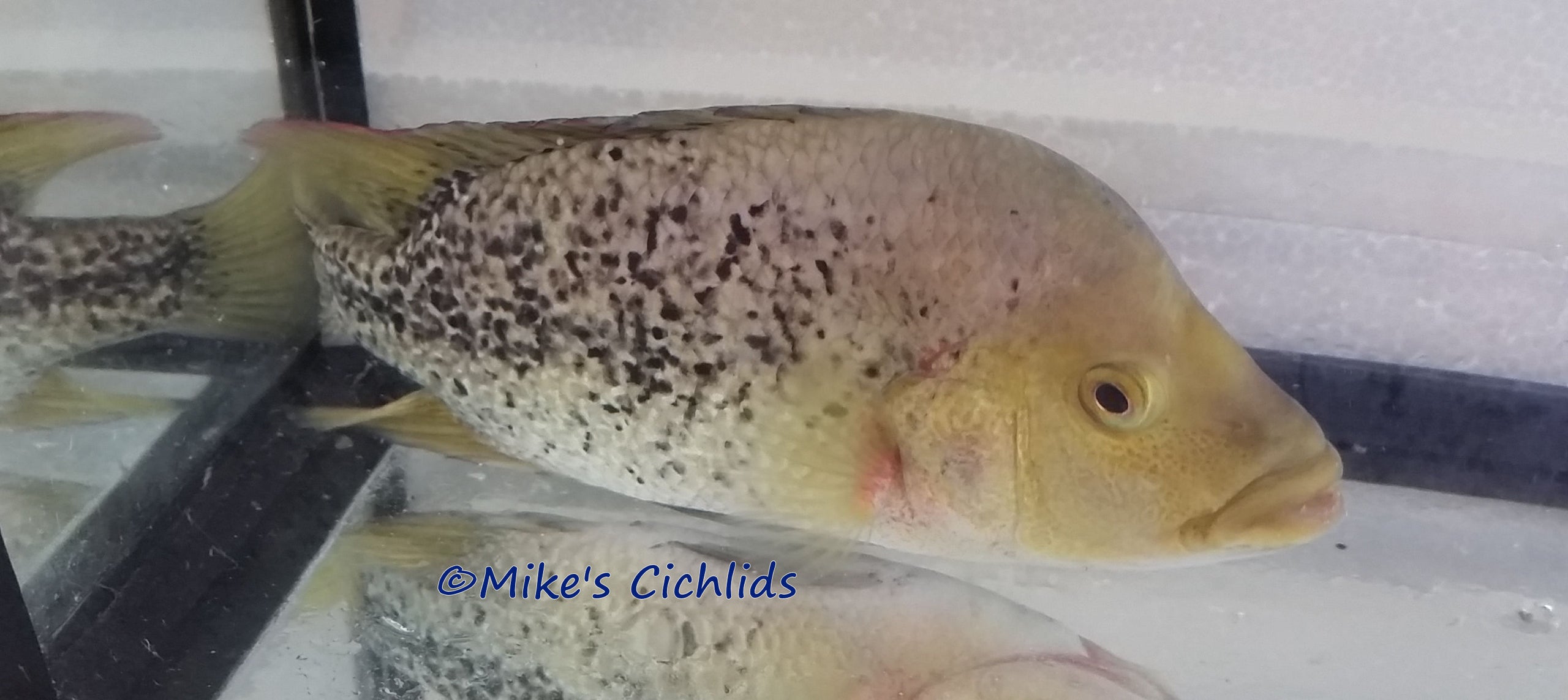 Herichthys bartoni | Mike's Cichlids Inc.